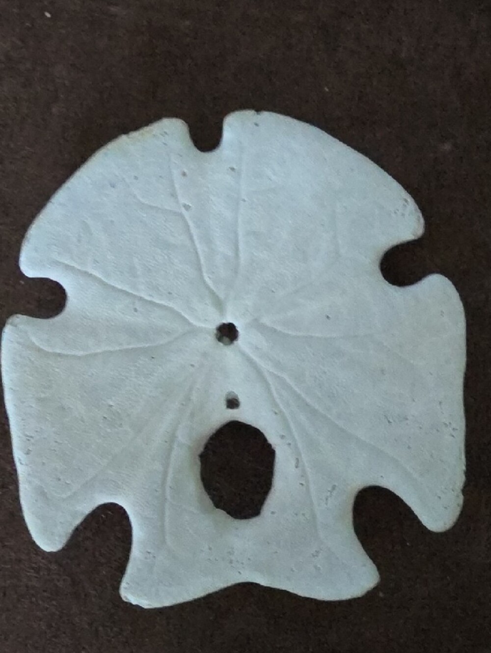Real Decorative White Two Starfish and Sand Dollar And Sea Biscuit! - Picture 9 of 12